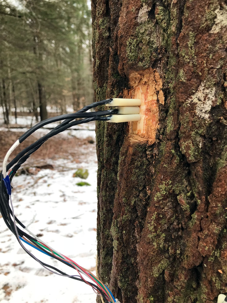 An image of a tulip popular tree with sap sensors attached to it.