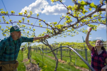 Male in baseball cap inspects vines with female in bright shirt
